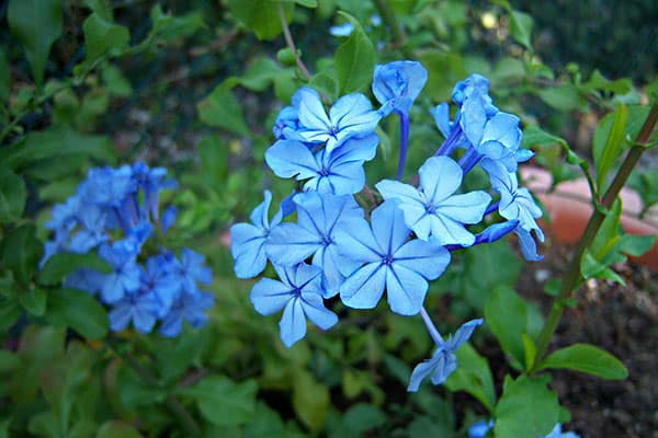 Những loại hoa có màu xanh dương tuyệt đẹp – Hoa thanh xà