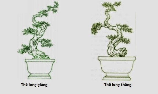Những thế cây bonsai đẹp, mang ý nghĩa phong thủy tốt – Thế long giáng