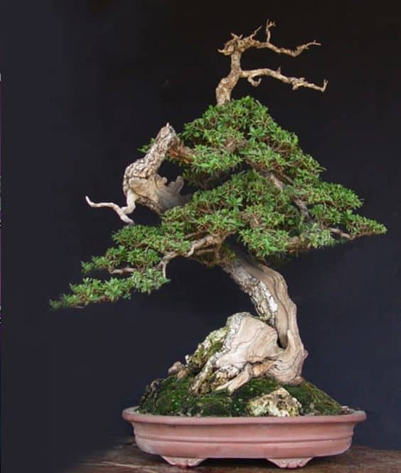 Những thế cây bonsai đẹp, mang ý nghĩa phong thủy tốt – Thế long thăng