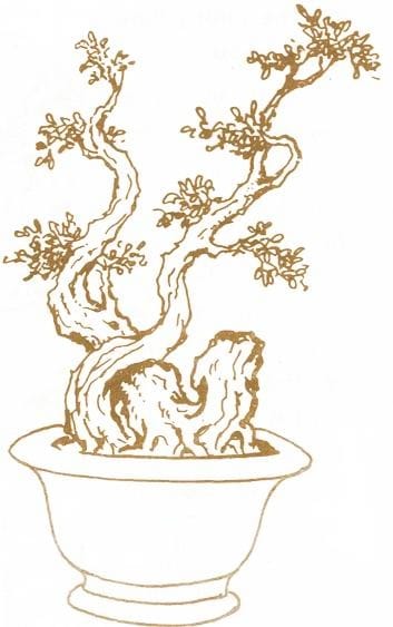 Những thế cây bonsai đẹp, mang ý nghĩa phong thủy tốt – Thế long đàn phượng vũ