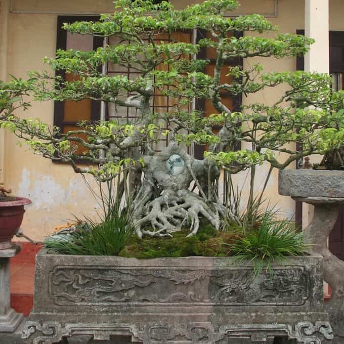 Những thế cây bonsai đẹp, mang ý nghĩa phong thủy tốt – Thế lưỡng long tranh châu