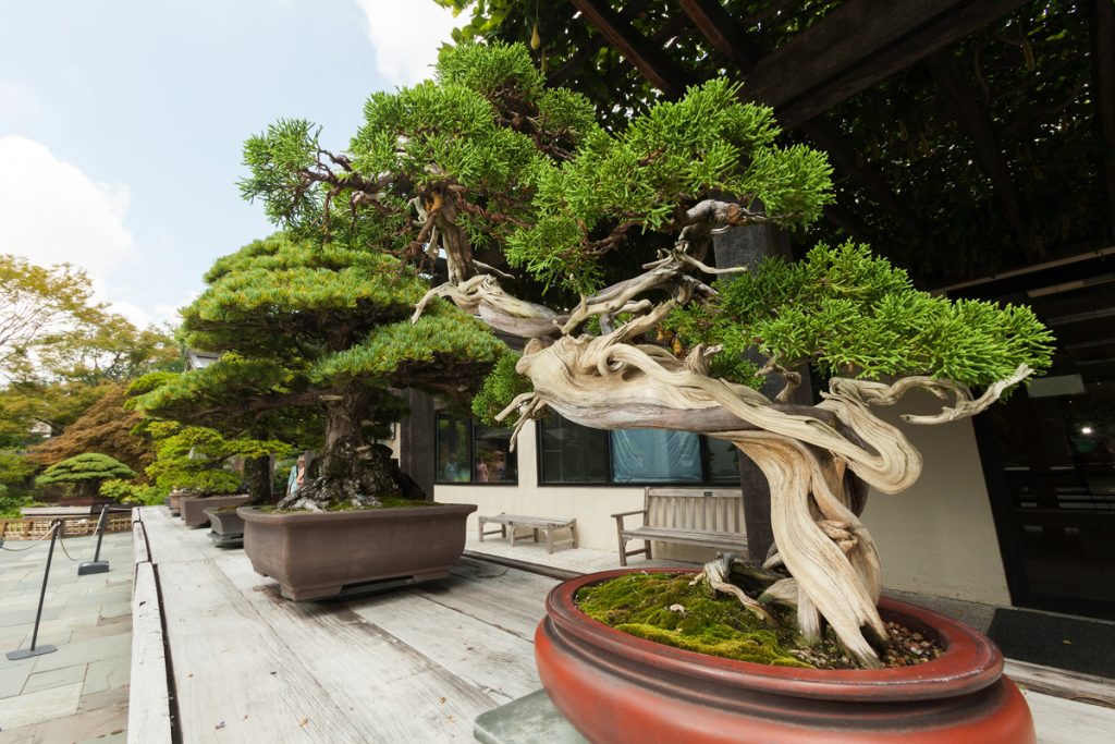 Những thế cây bonsai đẹp – Long cuốn thủy