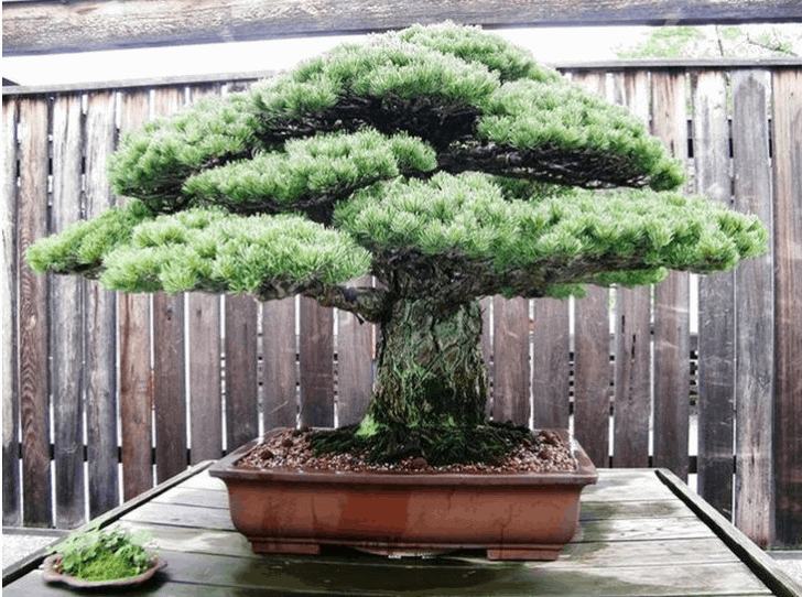 Những thế cây bonsai đẹp – Nhất thế trụ kinh thiên