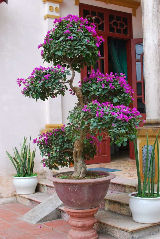 Những thế cây bonsai đẹp – Thế ngũ phúc
