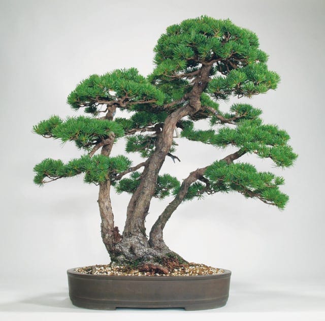Những thế cây bonsai đẹp – Thế tam đa