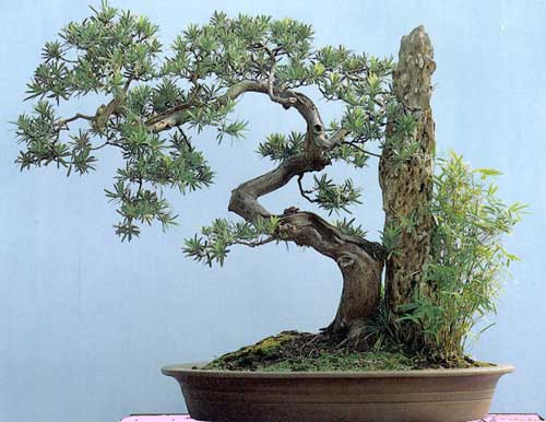 Chim ngng cc th tng bonsai p di bn tay kho lo ca ngh nhn