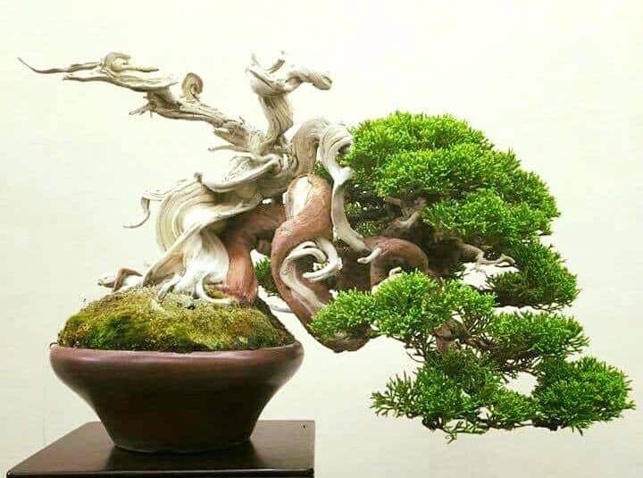 Kết quả hình ảnh cho bonsai