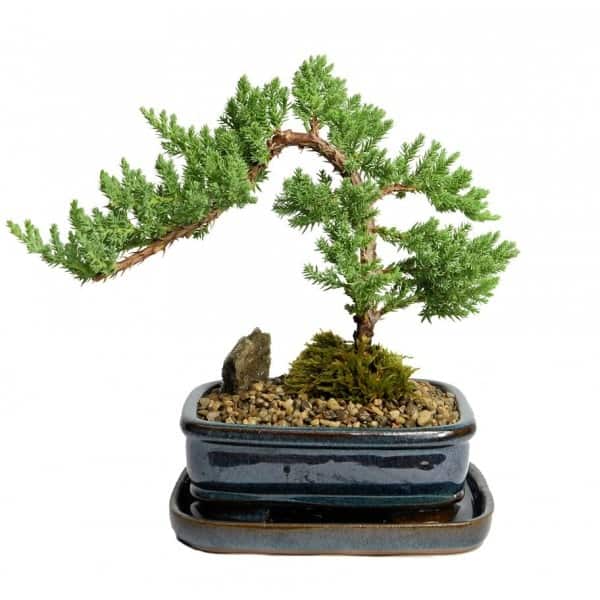Chim ngng cc th tng bonsai p di bn tay kho lo ca ngh nhn