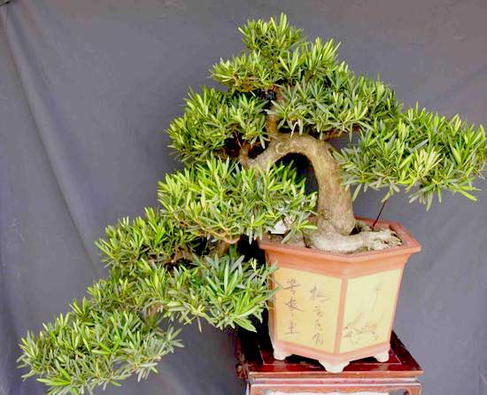 Chim ngng cc th tng bonsai p di bn tay kho lo ca ngh nhn