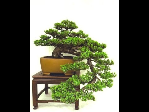 các thế tùng bonsai đẹp 10