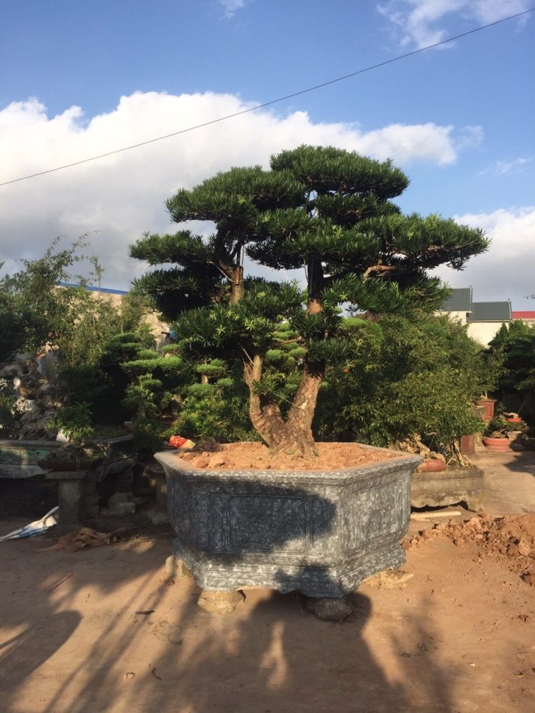 các thế tùng bonsai đẹp 11