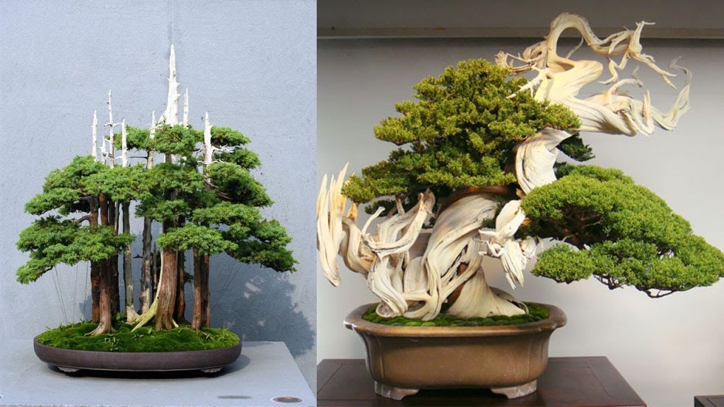 các thế tùng bonsai đẹp 13