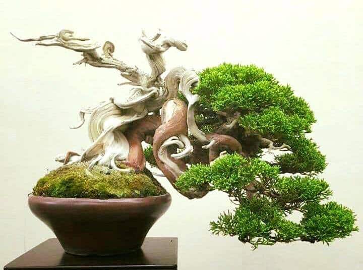 các thế tùng bonsai đẹp 14