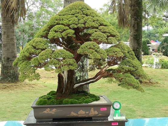 các thế tùng bonsai đẹp 16
