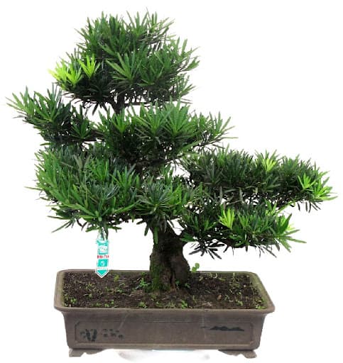 các thế tùng bonsai đẹp 19