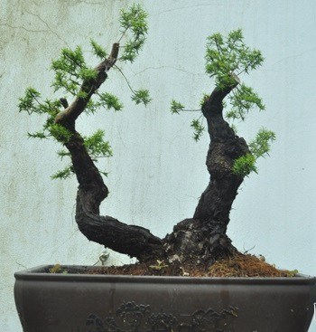 các thế tùng bonsai đẹp 2