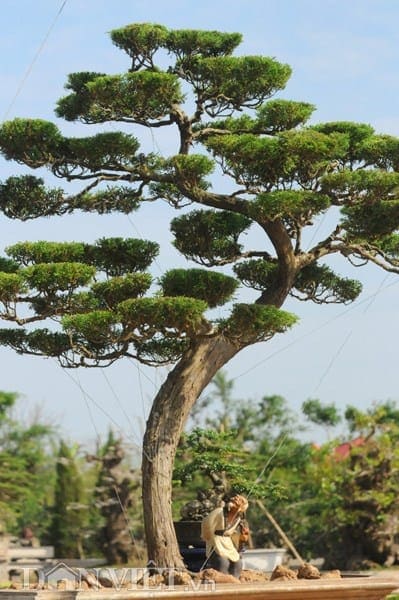 các thế tùng bonsai đẹp 20