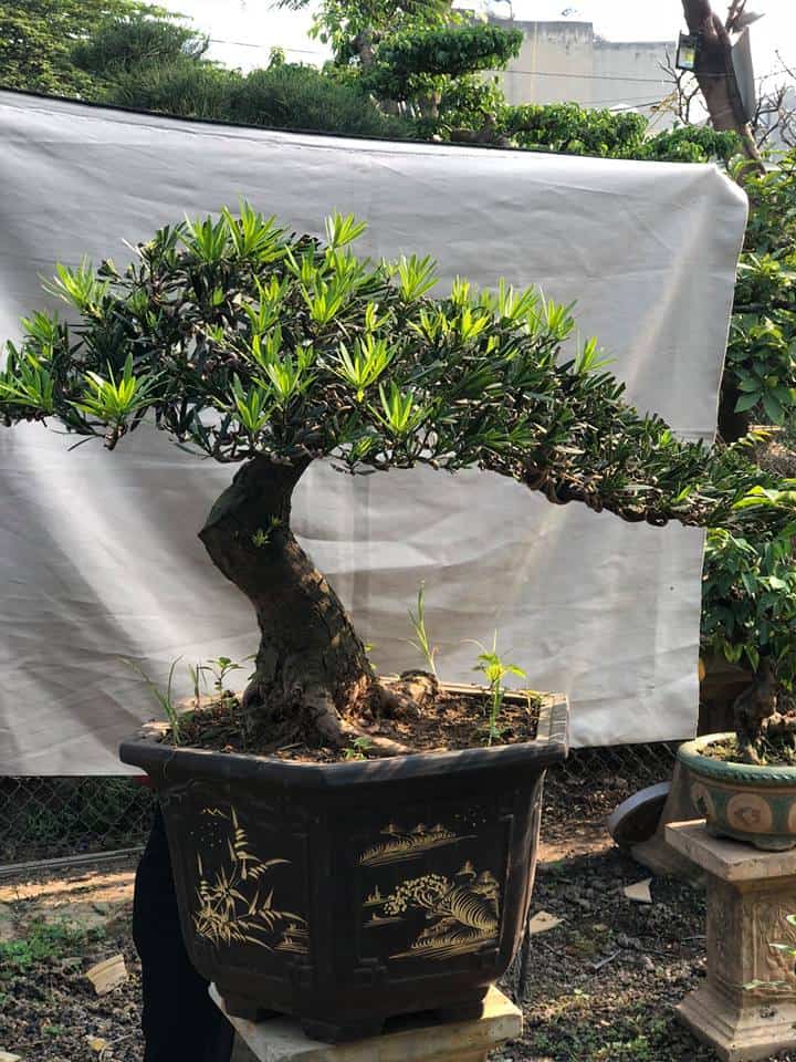 các thế tùng bonsai đẹp 22