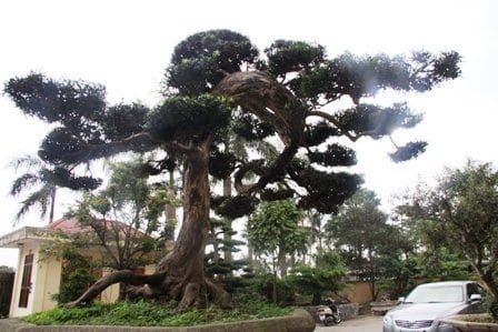 các thế tùng bonsai đẹp 24