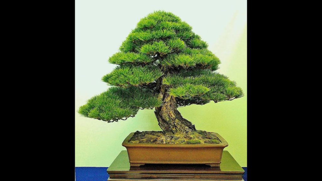 các thế tùng bonsai đẹp 25
