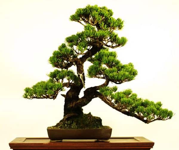 các thế tùng bonsai đẹp 29