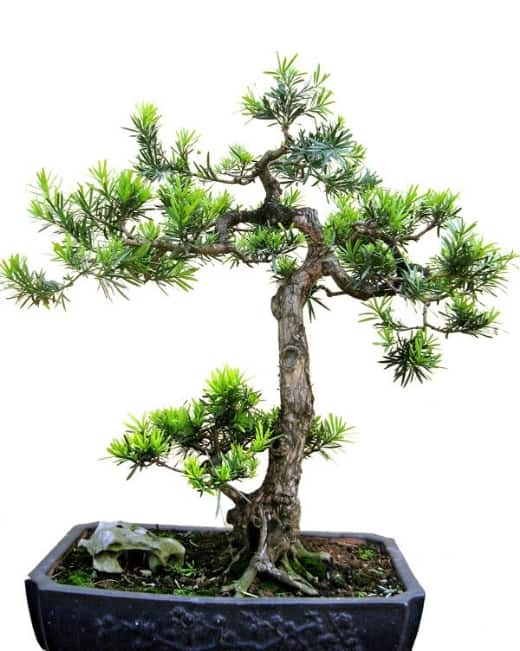 các thế tùng bonsai đẹp 30
