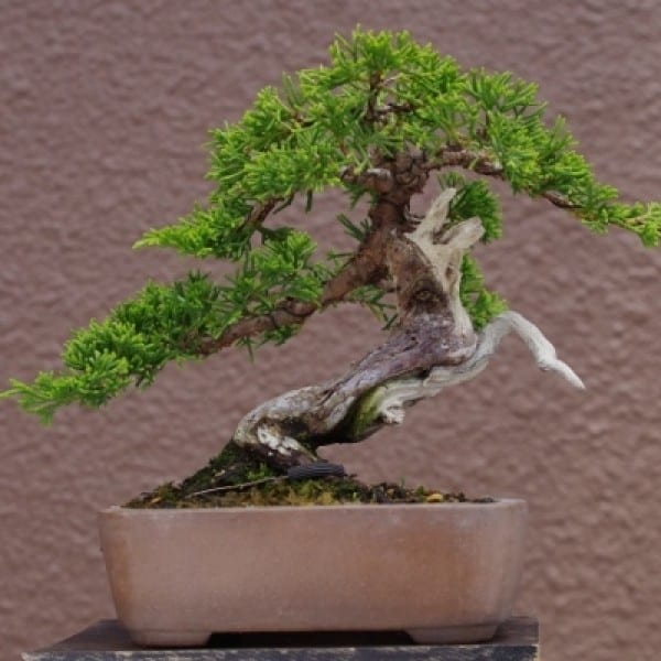 các thế tùng bonsai đẹp 31