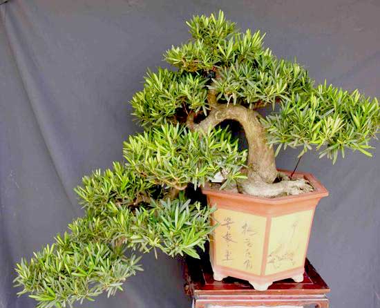 các thế tùng bonsai đẹp 32
