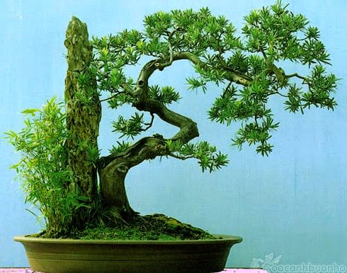 các thế tùng bonsai đẹp 33