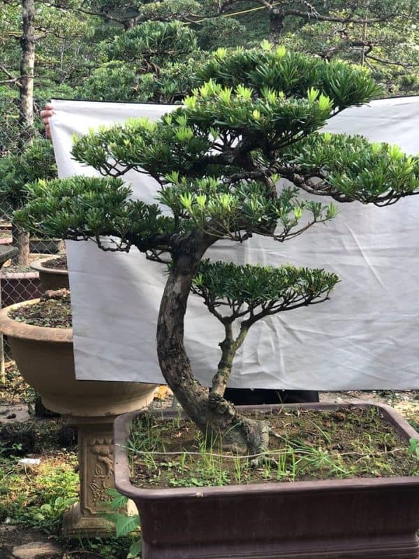 các thế tùng bonsai đẹp 7