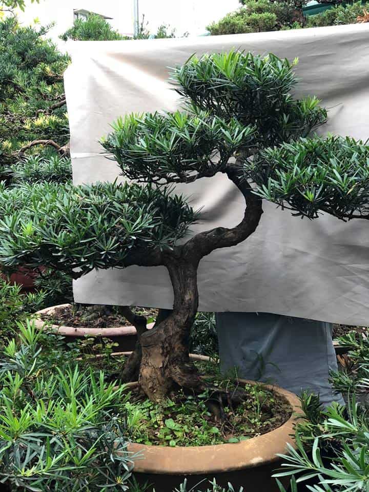 các thế tùng bonsai đẹp 8