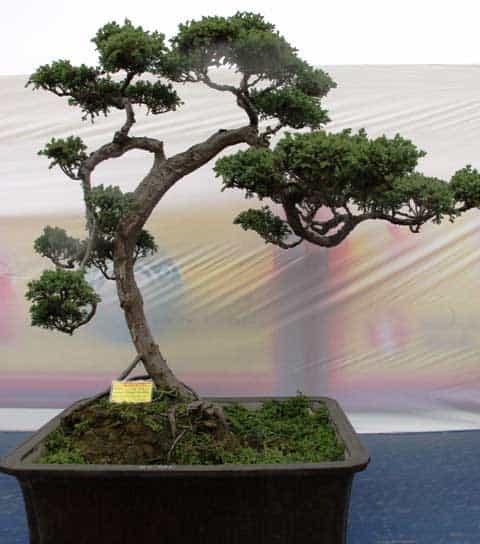 các thế tùng bonsai đẹp