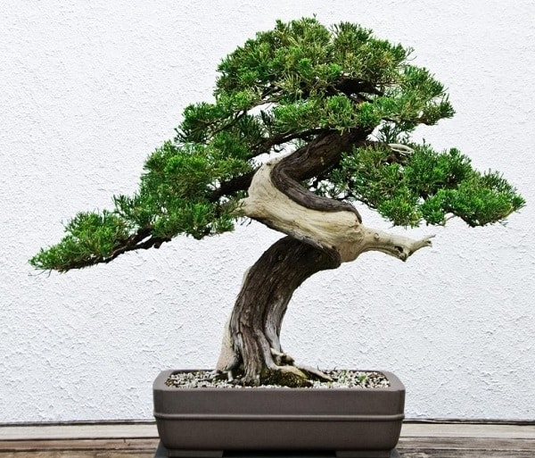 đất trồng cho cây bonsai 2