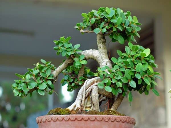 đất trồng cho cây bonsai 3