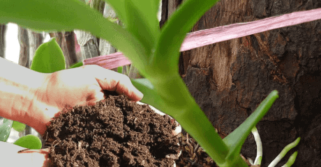 Cách chọn phân bón cho cây lan trong từng giai đoạn phát triển 2
