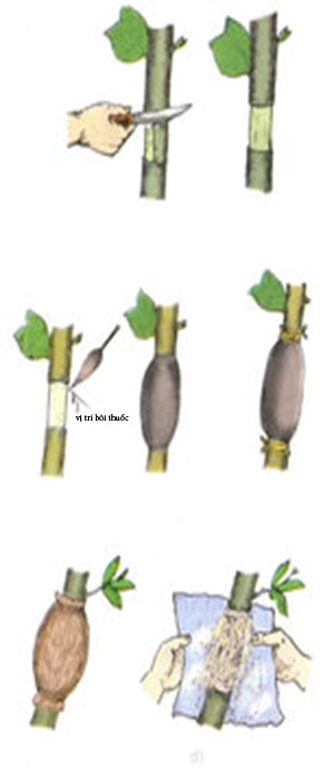 kỹ thuật trồng cây ngọc lan ta