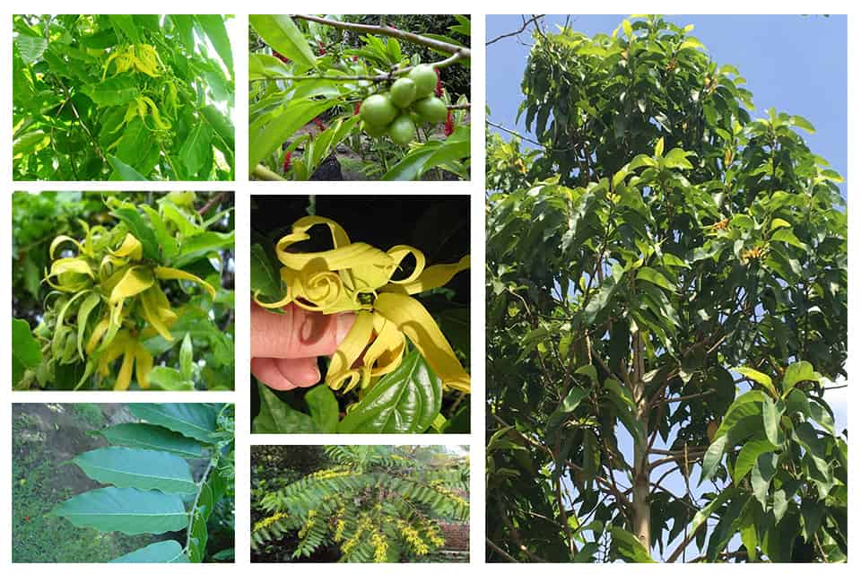 Nguồn gốc và đặc điểm cây ngọc lan tây