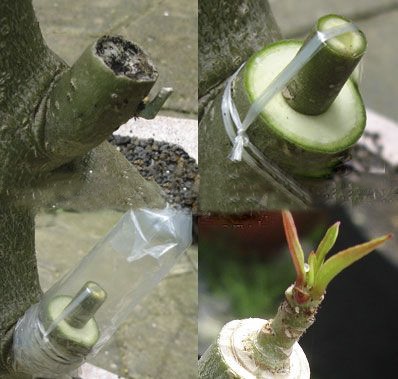 phương pháp ghép cây sứ thái