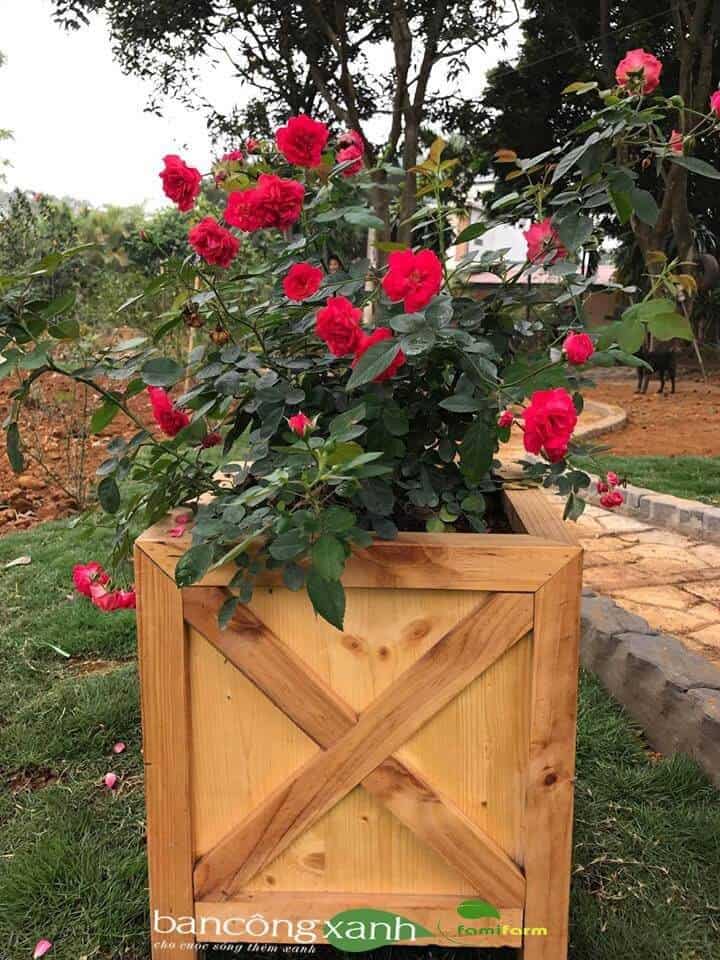 các dạng chậu gỗ cho hoa hồng đẹp