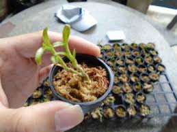 kỹ thuật trồng lan con từ chai mô