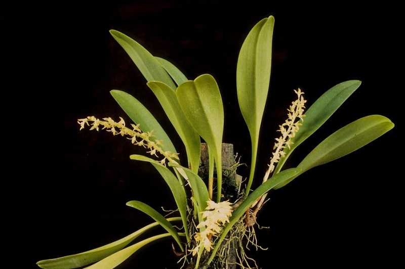 30 loại hoa lan rừng đẹp và quý hiếm nhất Việt Nam Lan Cầu Điệp Evrard