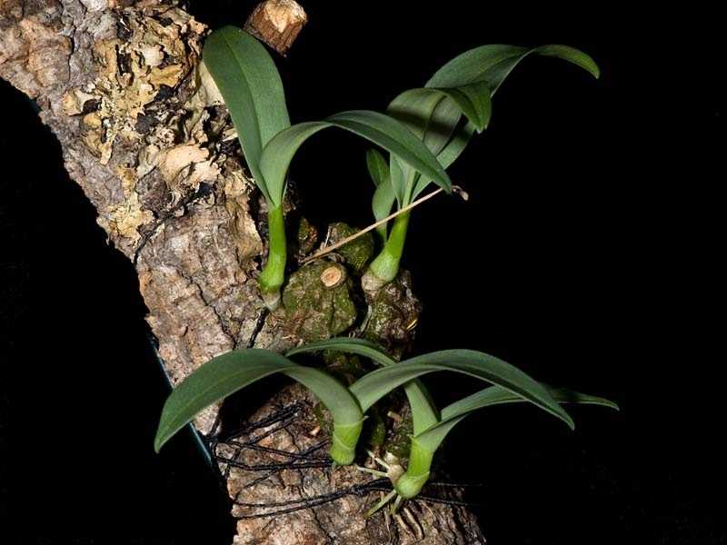 30 loại hoa lan rừng đẹp và quý hiếm nhất Việt Nam Lan hành Averyanov 1