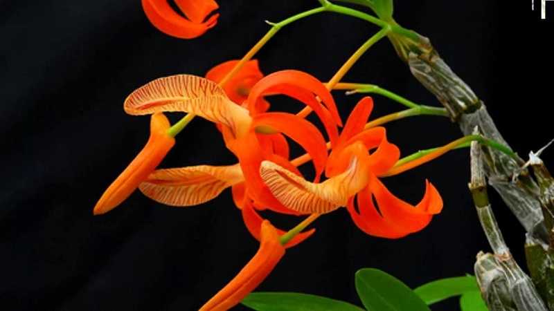 30 loại hoa lan rừng đẹp và quý hiếm nhất Việt Nam lan đơn cam
