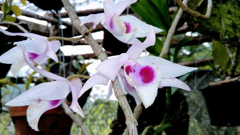 30 loại hoa lan rừng đẹp và quý hiếm nhất Việt Nam lan giả hạc