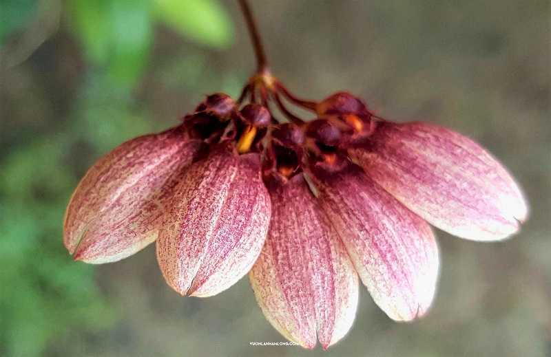 30 loại hoa lan rừng đẹp và quý hiếm nhất Việt Nam lan lọng hiệp