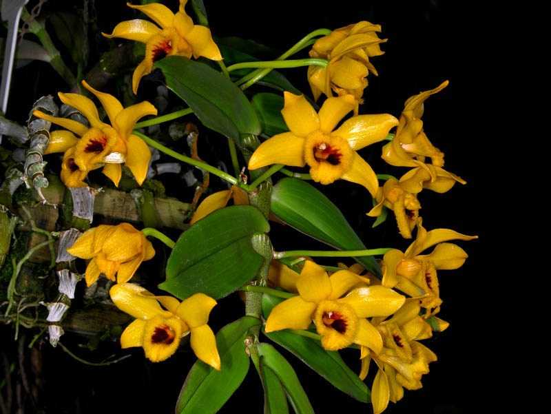 30 loại hoa lan rừng đẹp và quý hiếm nhất Việt Nam lan trầm vàng