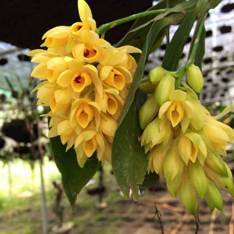 30 loại hoa lan rừng đẹp và quý hiếm nhất Việt Nam lan kiều dẹt 1