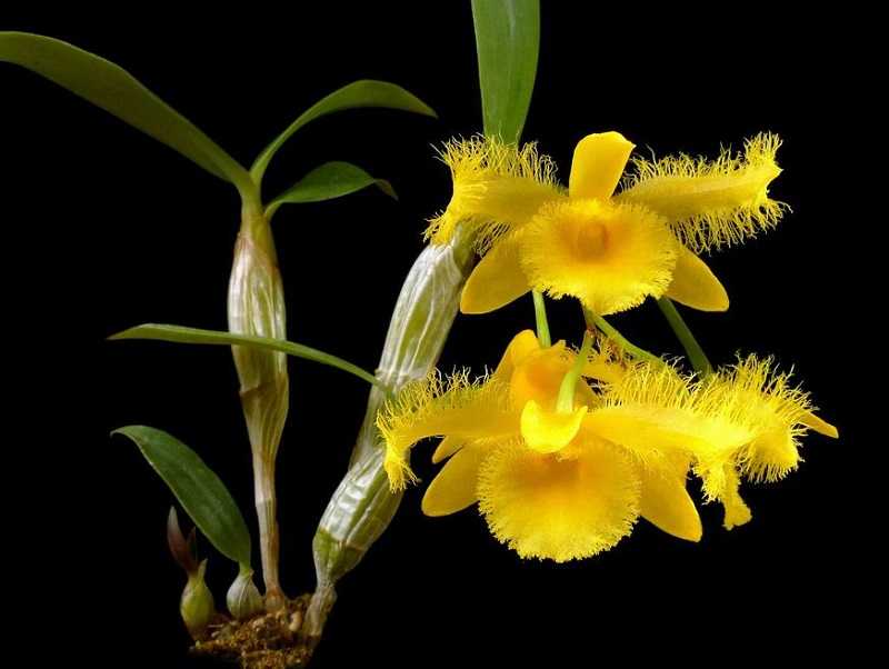30 loại hoa lan rừng đẹp và quý hiếm nhất Việt Nam lan kiều dẹt
