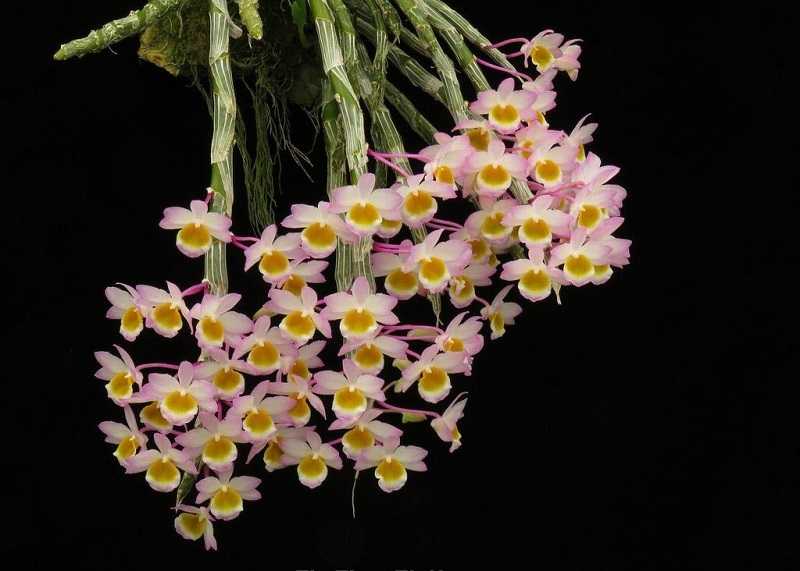 30 loại hoa lan rừng đẹp và quý hiếm nhất Việt Nam lan trầm vàng