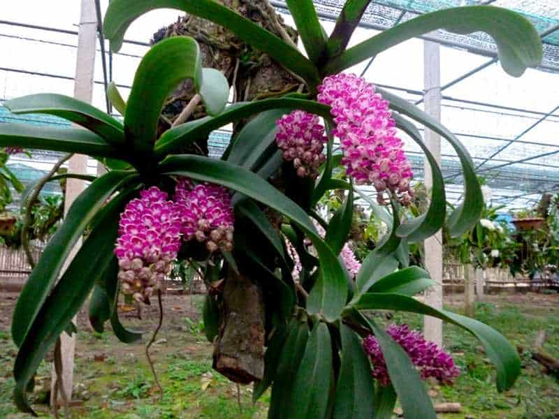 30 loại hoa lan rừng đẹp và quý hiếm nhất Việt Nam lan ngọc điểm